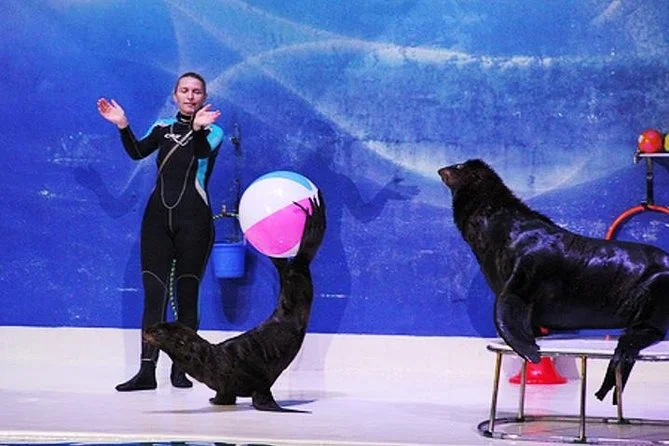 Dolphin & Seal Show – Dolphinarium Thumbnail 2