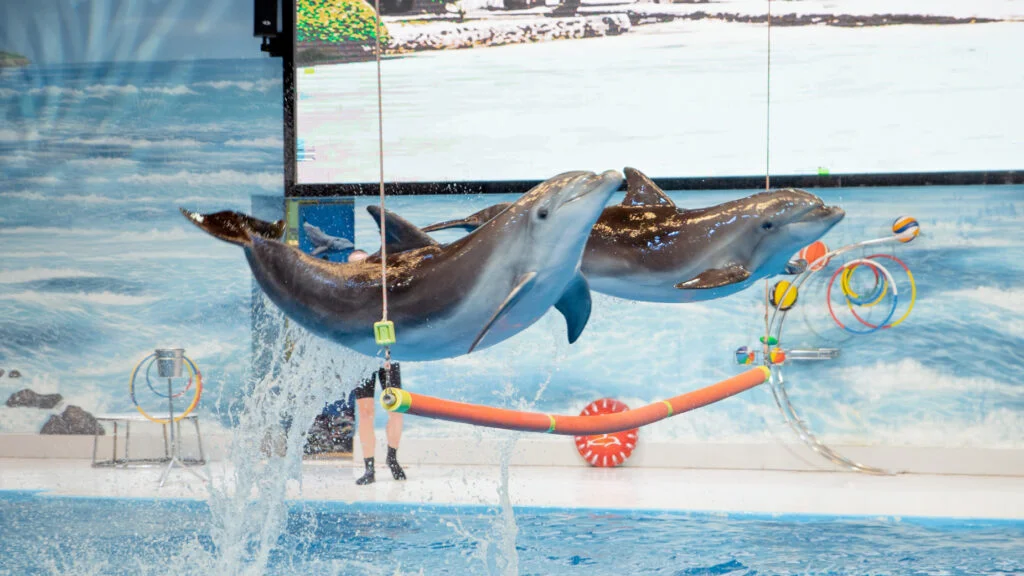 Dolphin & Seal Show – Dolphinarium Thumbnail 3