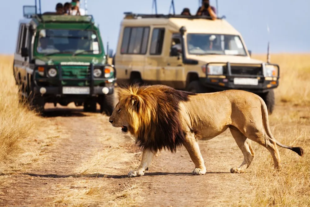 Dubai Safari Park Pass Thumbnail 4