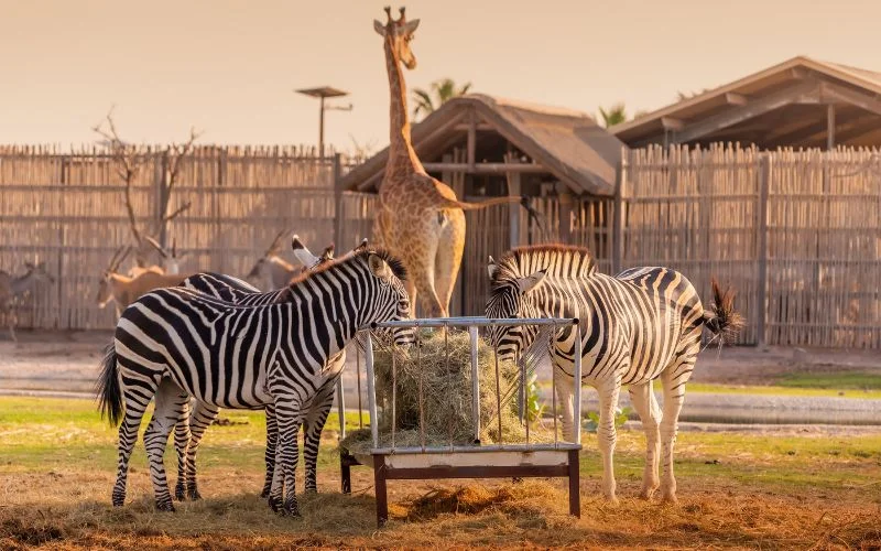 Dubai Safari Park Pass Thumbnail 2